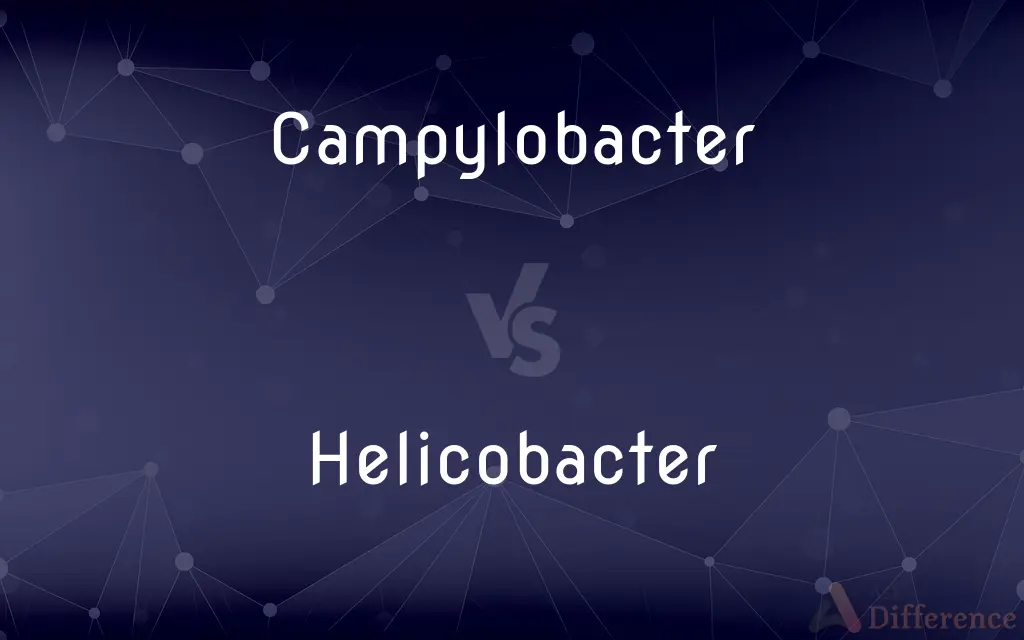Campylobacter vs. Helicobacter — What's the Difference?