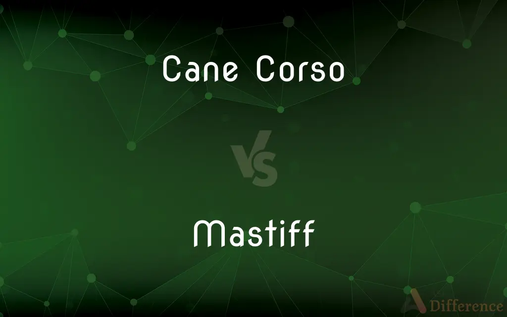 Cane Corso vs. Mastiff — What's the Difference?