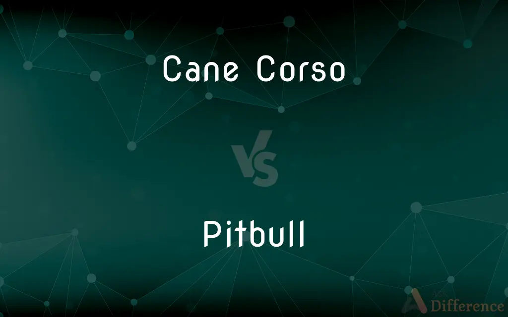 Cane Corso vs. Pitbull — What's the Difference?