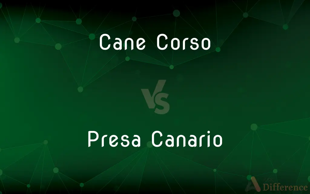 Cane Corso vs. Presa Canario — What's the Difference?