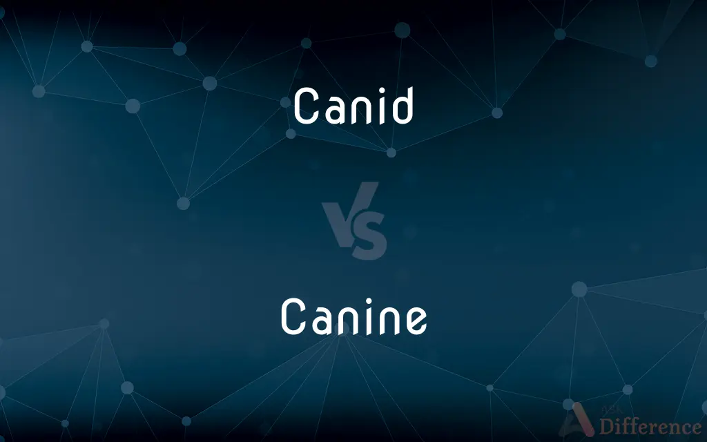 Canid vs. Canine — What's the Difference?