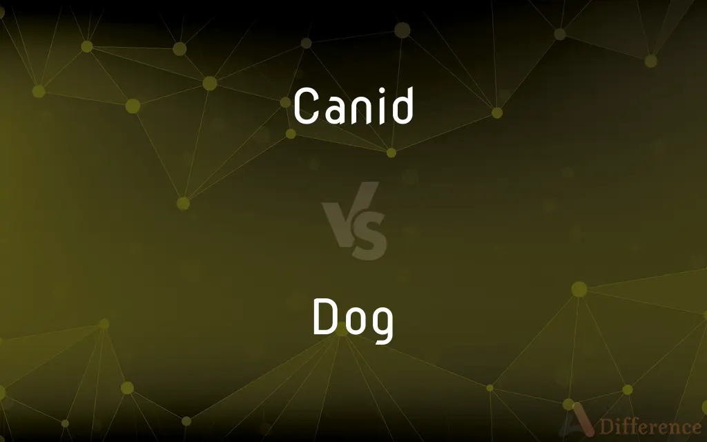 Canid vs. Dog — What's the Difference?