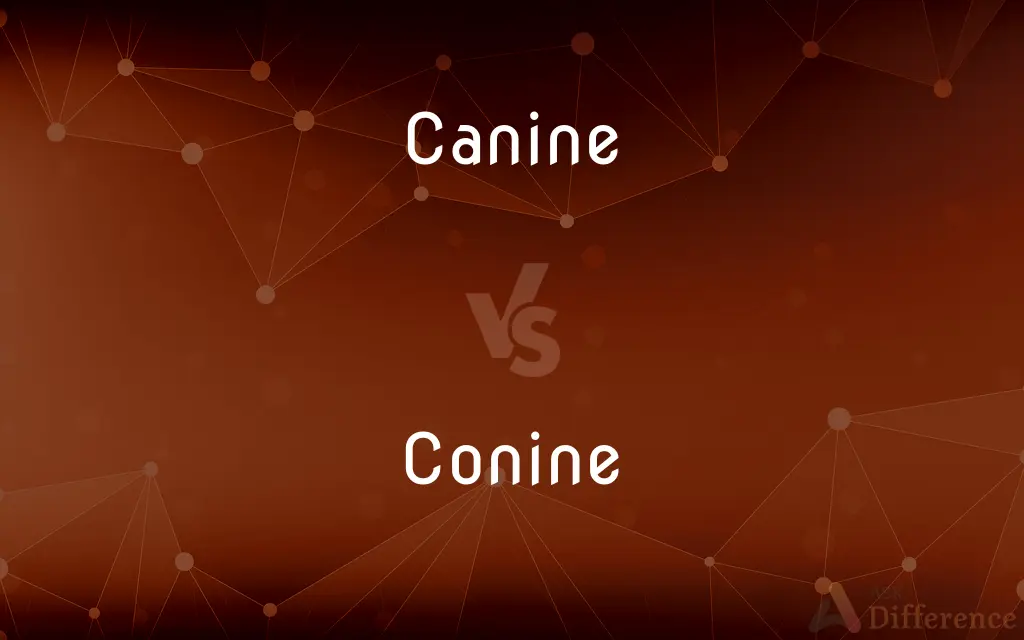 Canine vs. Conine — What's the Difference?