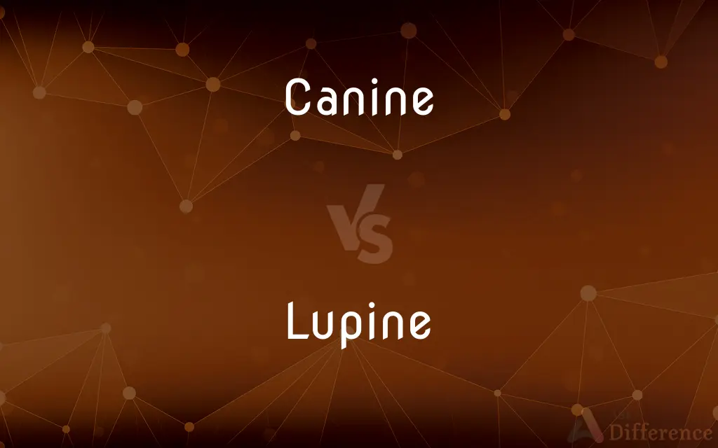 Canine vs. Lupine — What's the Difference?