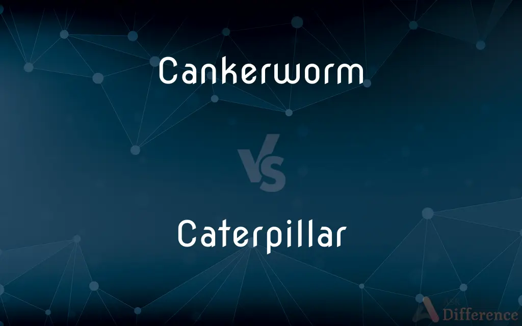Cankerworm vs. Caterpillar — What's the Difference?