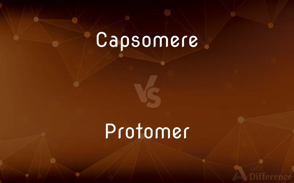 Capsomere vs. Protomer — What's the Difference?