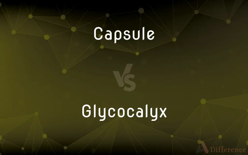 Capsule vs. Glycocalyx — What's the Difference?