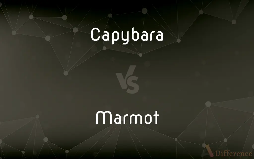 Capybara vs. Marmot — What's the Difference?
