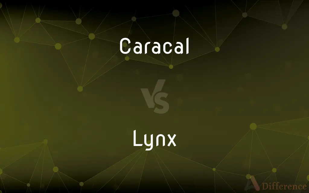 Caracal vs. Lynx — What's the Difference?