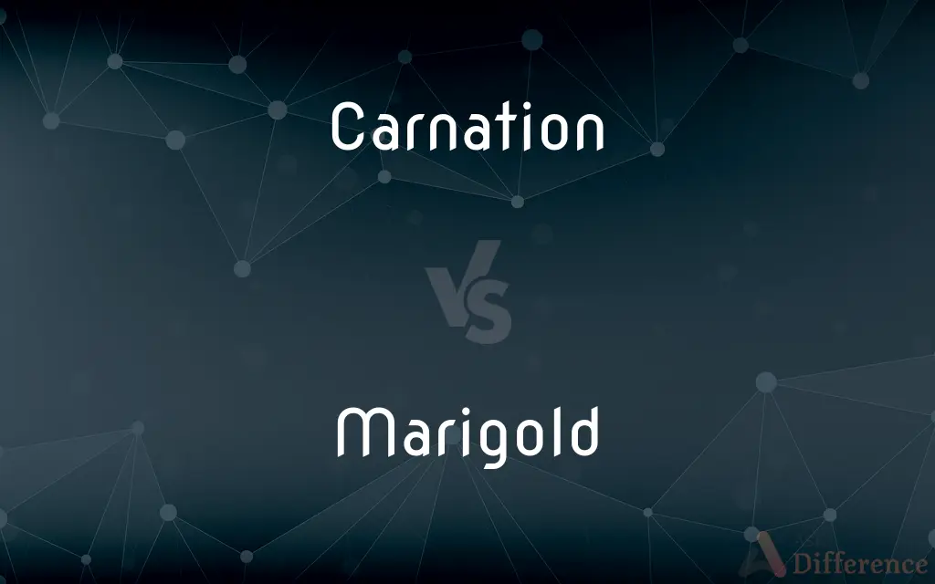 Carnation vs. Marigold — What's the Difference?