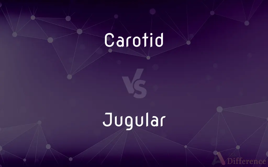 Carotid vs. Jugular — What's the Difference?