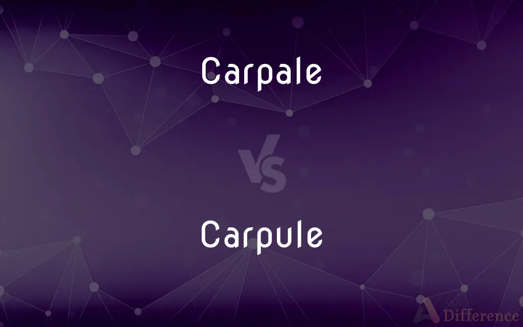 Carpale vs. Carpule — What's the Difference?