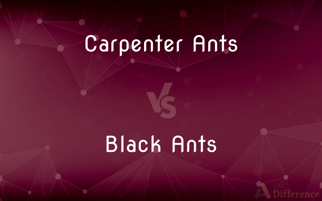 Carpenter Ants vs. Black Ants — What's the Difference?