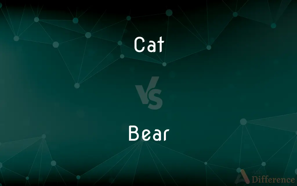 Cat vs. Bear — What's the Difference?