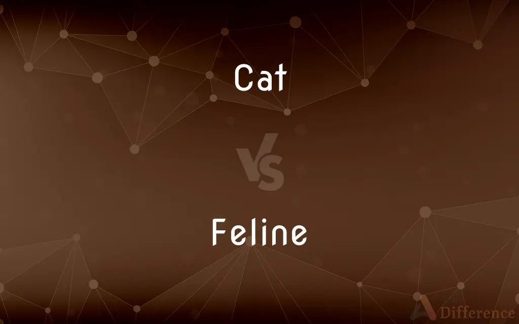 Cat vs. Feline — What's the Difference?