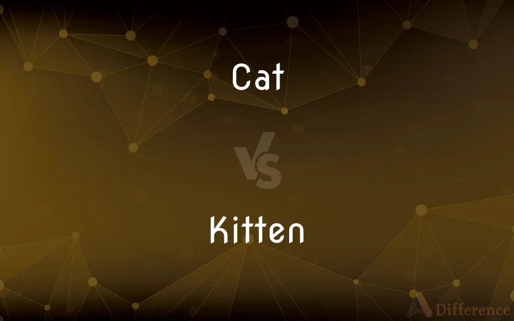 Cat vs. Kitten — What's the Difference?