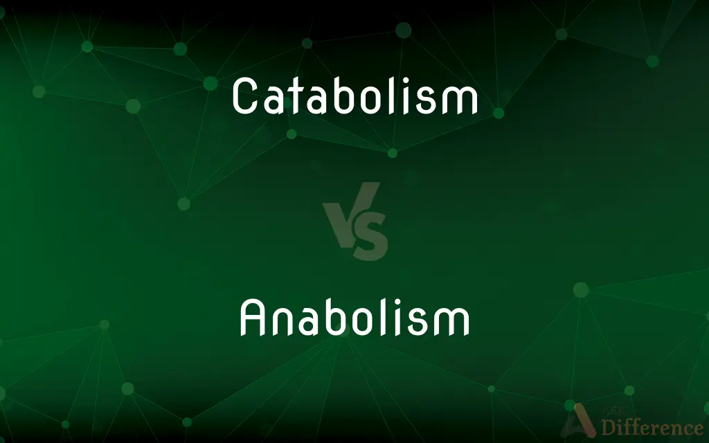 Catabolism vs. Anabolism — What's the Difference?