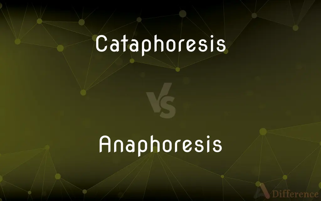 Cataphoresis vs. Anaphoresis — What's the Difference?