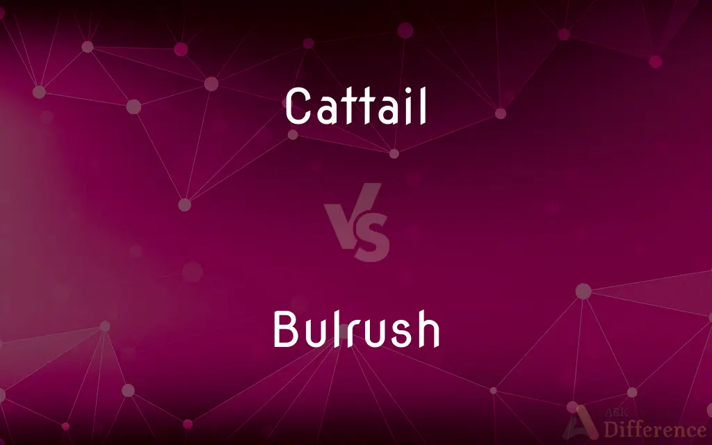 Cattail vs. Bulrush — What's the Difference?