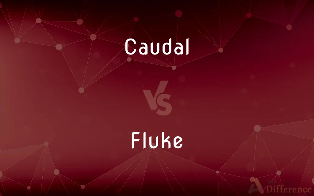 Caudal vs. Fluke — What's the Difference?