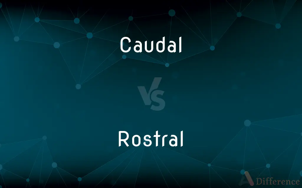 Caudal vs. Rostral — What's the Difference?