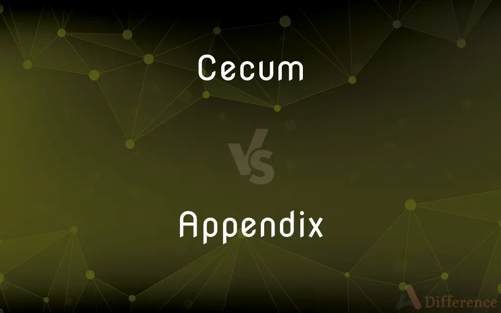 Cecum vs. Appendix — What's the Difference?