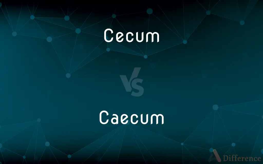 Cecum vs. Caecum — What's the Difference?