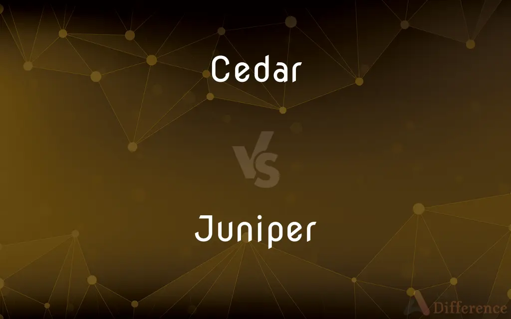 Cedar vs. Juniper — What's the Difference?