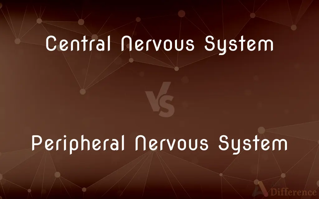 Central Nervous System vs. Peripheral Nervous System — What's the Difference?