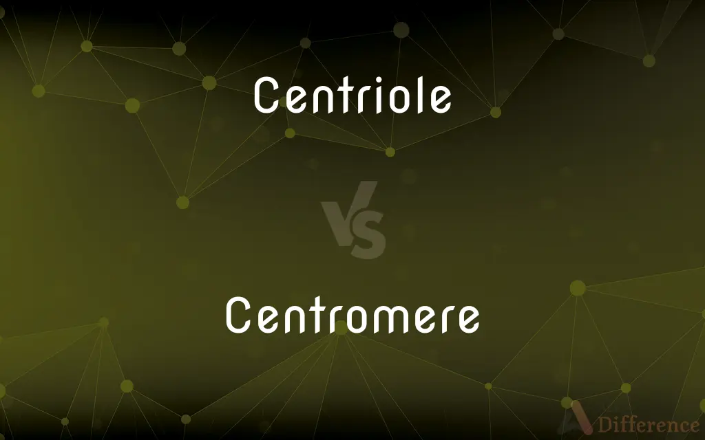 Centriole vs. Centromere — What's the Difference?
