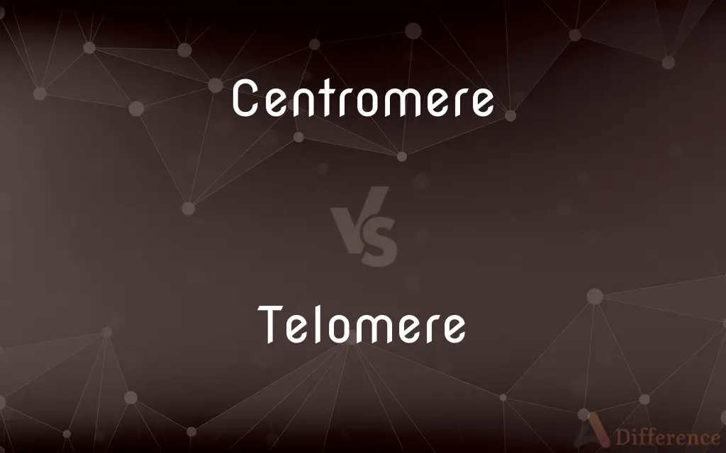 Centromere vs. Telomere — What's the Difference?