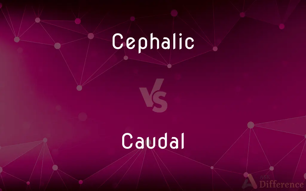 Cephalic vs. Caudal — What's the Difference?