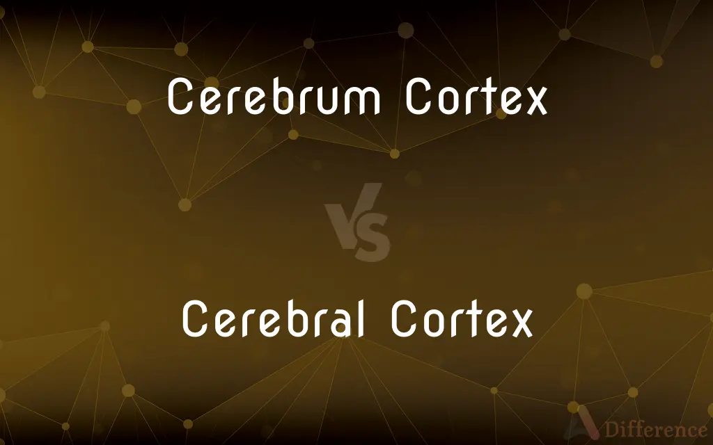 Cerebrum Cortex vs. Cerebral Cortex — What's the Difference?