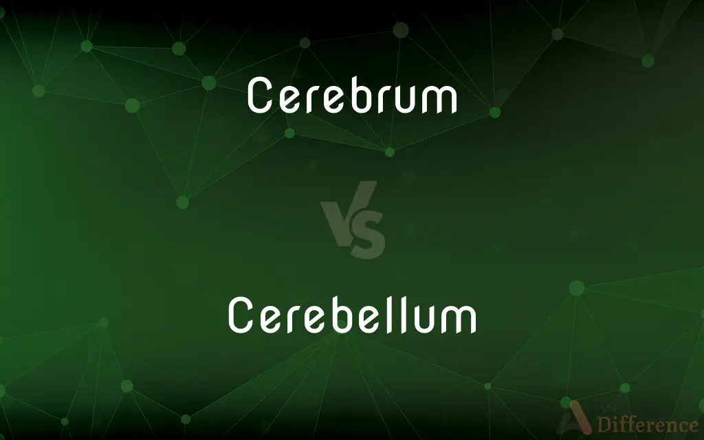 Cerebrum vs. Cerebellum — What's the Difference?
