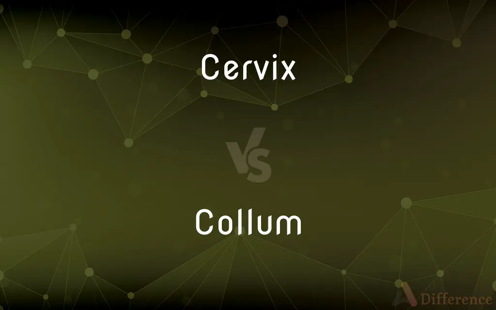 Cervix vs. Collum — What's the Difference?