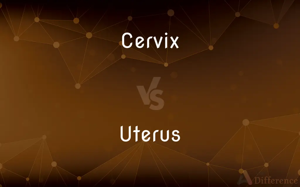 Cervix vs. Uterus — What's the Difference?