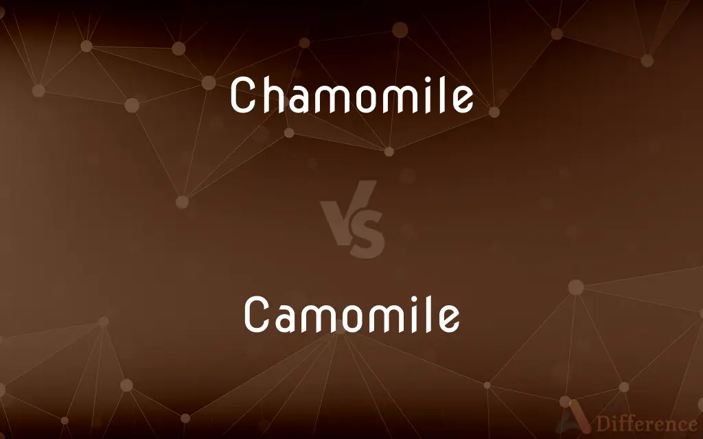 Chamomile vs. Camomile — What's the Difference?