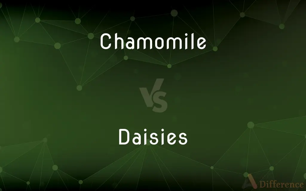 Chamomile vs. Daisies — What's the Difference?