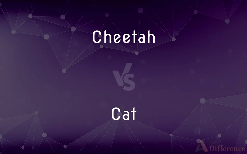Cheetah vs. Cat — What's the Difference?