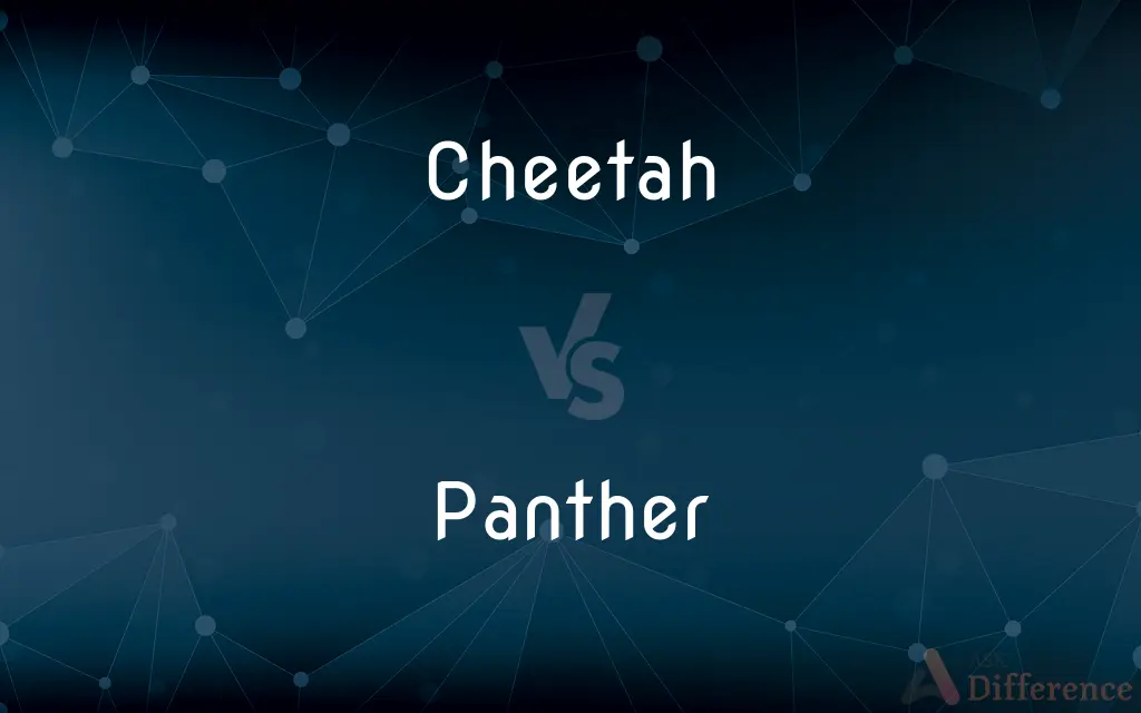Cheetah vs. Panther — What's the Difference?