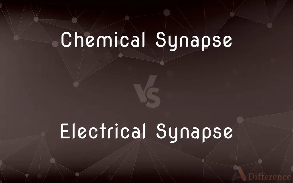 Chemical Synapse vs. Electrical Synapse — What's the Difference?