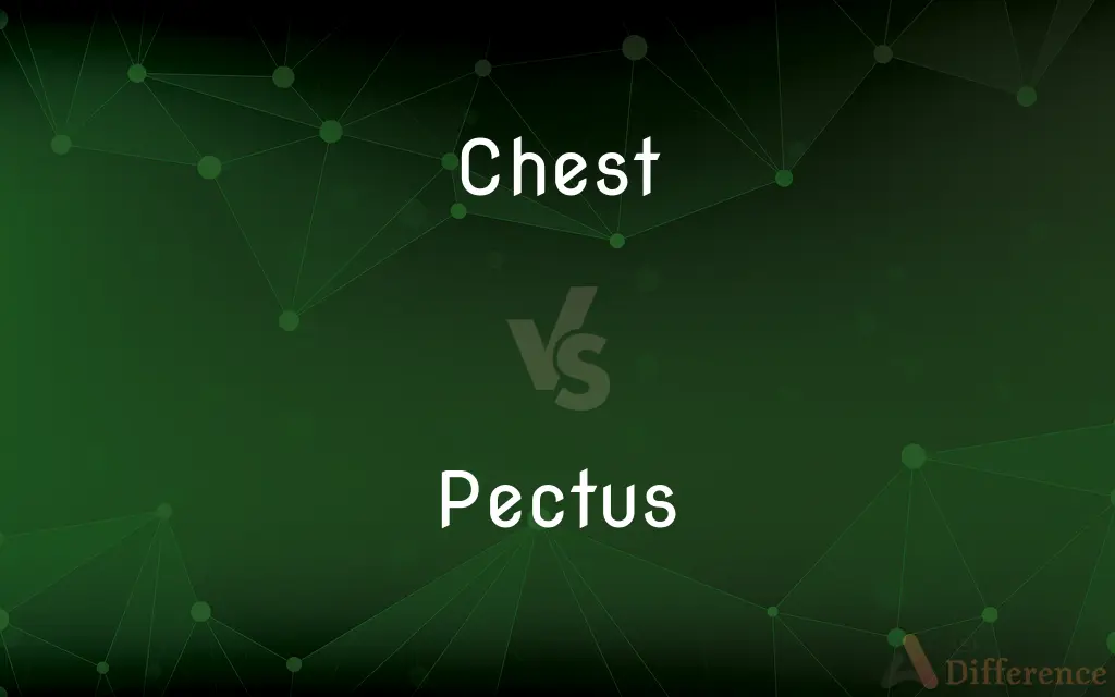 Chest vs. Pectus — What's the Difference?