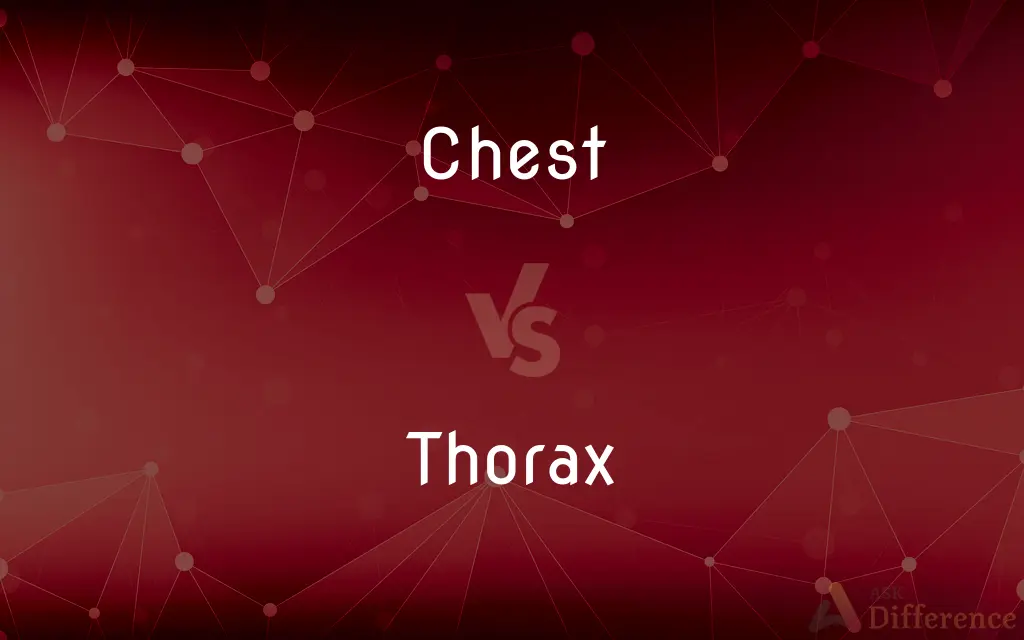 Chest vs. Thorax — What's the Difference?