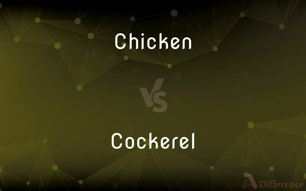 Chicken vs. Cockerel — What's the Difference?