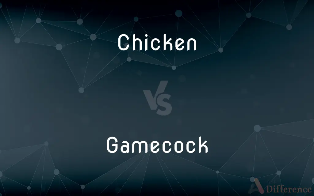Chicken vs. Gamecock — What's the Difference?