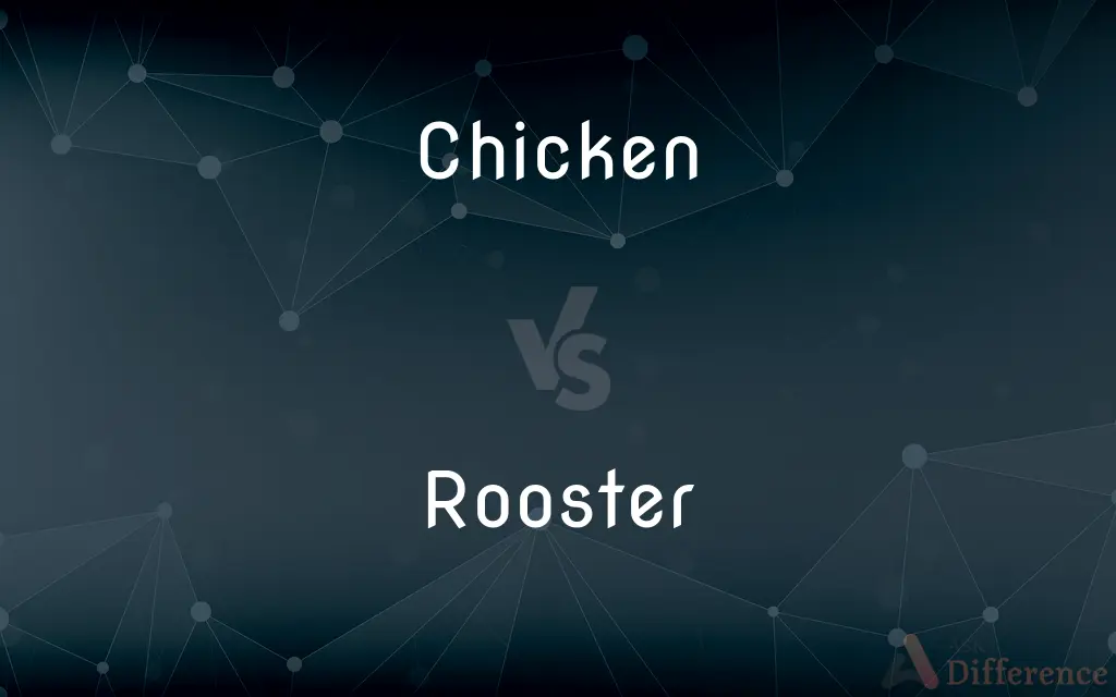 Chicken vs. Rooster — What's the Difference?