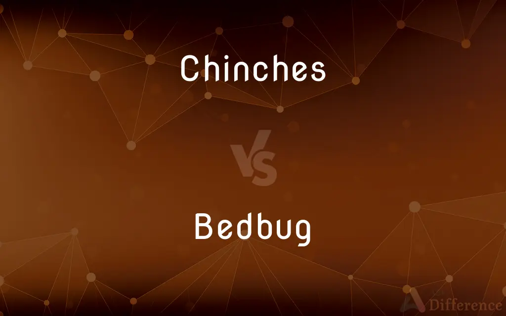 Chinches vs. Bedbug — What's the Difference?
