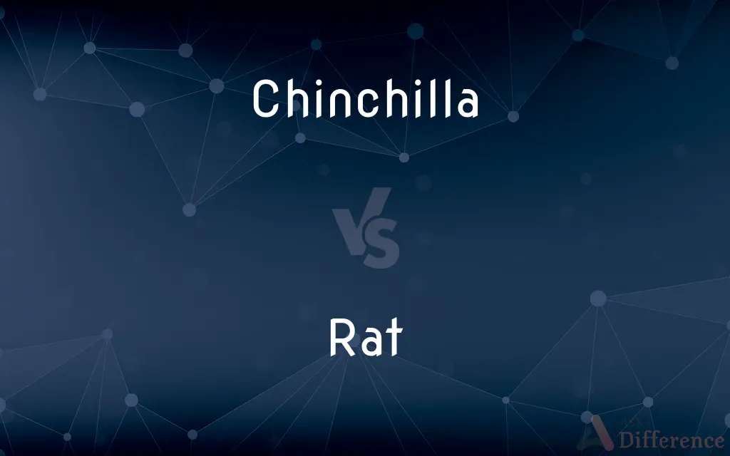 Chinchilla vs. Rat — What's the Difference?