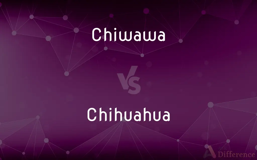Chiwawa vs. Chihuahua — Which is Correct Spelling?