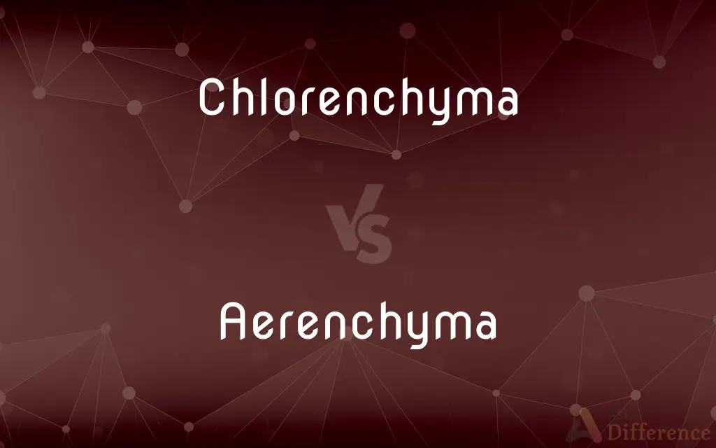 Chlorenchyma vs. Aerenchyma — What's the Difference?